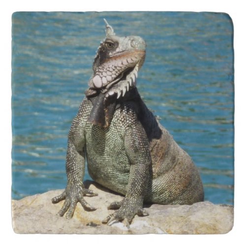 Iguana Tropical Wildlife Photography at St Thomas Trivet