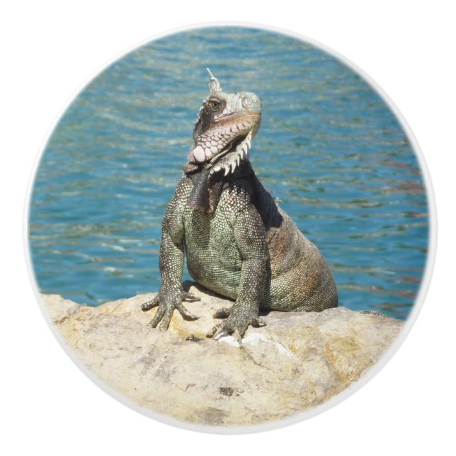 Iguana Tropical Wildlife Photography Ceramic Knob (Front)