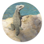 Iguana Tropical Wildlife Photography Classic Round Sticker