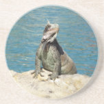 Iguana Tropical Wildlife Photography Coaster
