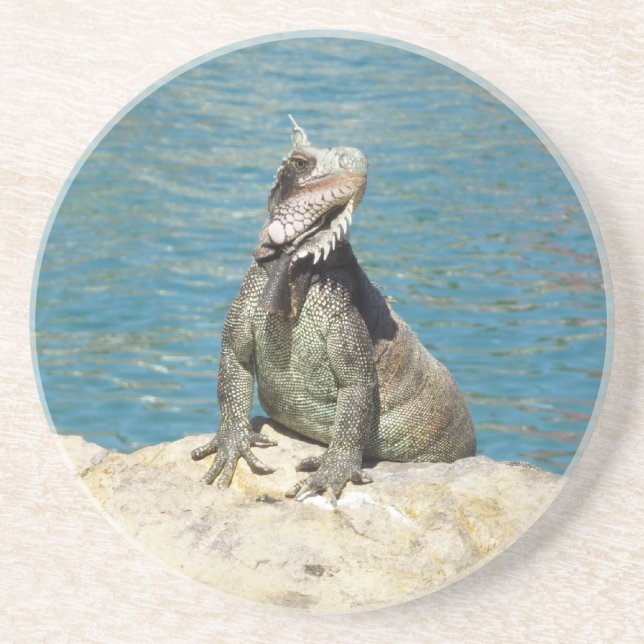 Iguana Tropical Wildlife Photography Coaster (Front)