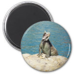Iguana Tropical Wildlife Photography Magnet