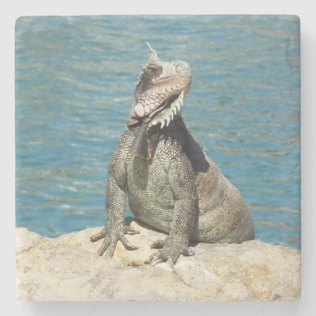 Iguana Tropical Wildlife Photography Stone Coaster (Front)