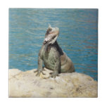Iguana Tropical Wildlife Photography Tile