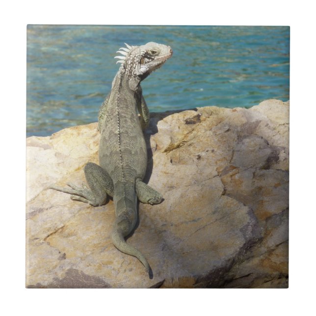 Iguana Tropical Wildlife Photography Tile (Front)