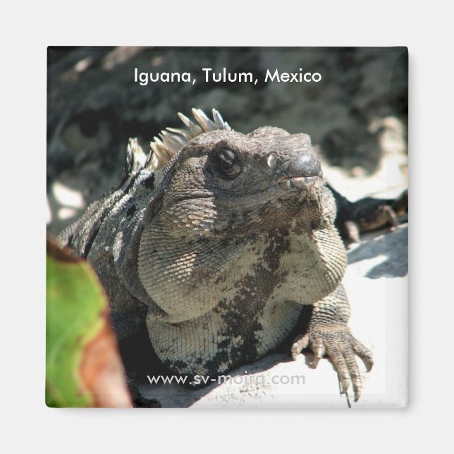 Iguana, Tulum, Mexico Magnet (Front)
