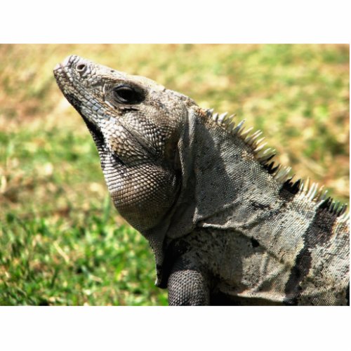 Iguana Tulum Mexico Statuette