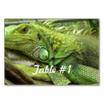 Iguanas and Lizards Table Number