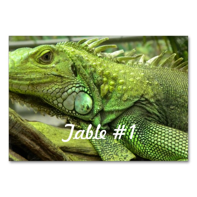 Iguanas and Lizards Table Number (Front)