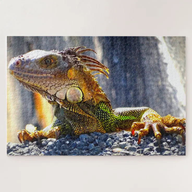 Iguanas in Florida Jigsaw Puzzle | Zazzle