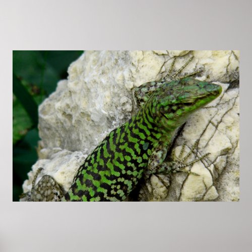 iguanas poster