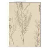 II Parryella, Petalostemon (Front)