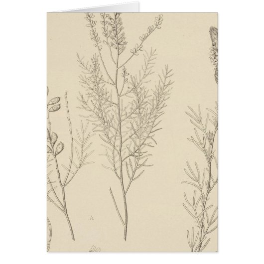 II Parryella, Petalostemon Cards (Front)