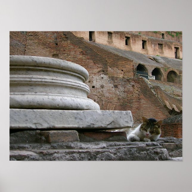 il gatto poster (Front)