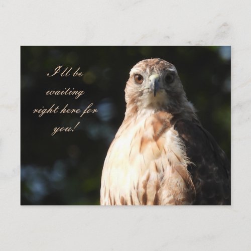 Ill be waiting for you _ Red Tailed Hawk Stare Postcard