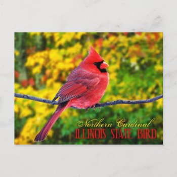 Illinois State Bird - Northern Cardinal Postcard by HTMimages at Zazzle