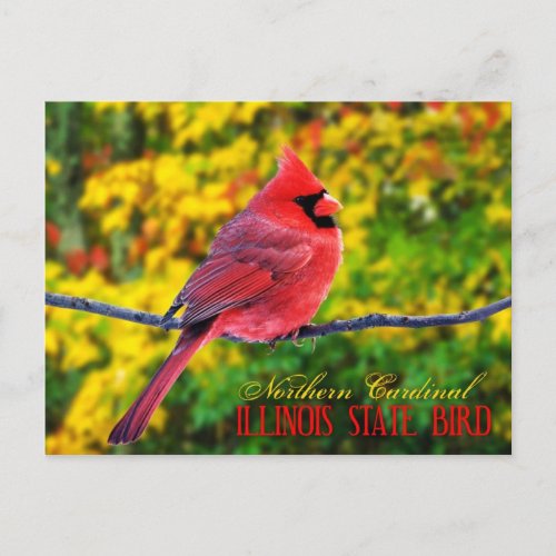 Illinois State Bird _ Northern Cardinal Postcard