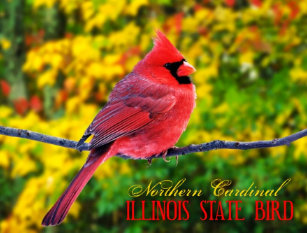 illinois state bird postcards zazzle
