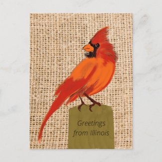 Illinois State Bird  Postcard