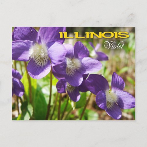 Illinois State Flower Violet Postcard