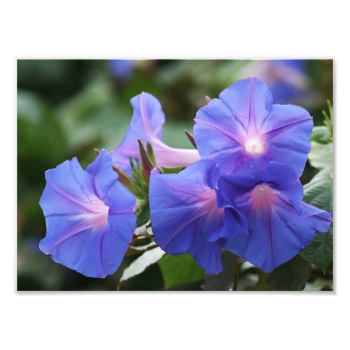 Illuminated Blue Morning Glory Wildflowers Photo Print