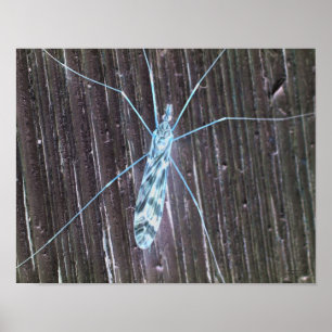 Illuminated Bug On Wall Poster