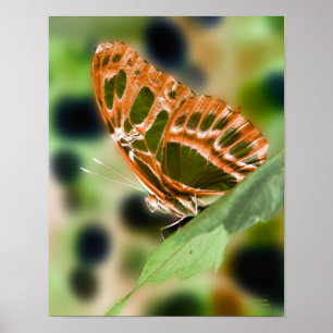 Illuminated Butterfly Nature  Poster