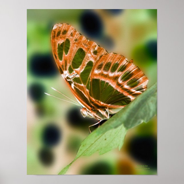 Illuminated Butterfly Nature  Poster (Front)