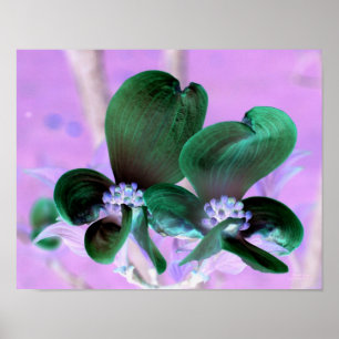 Illuminated Dogwood Blossoms Floral Poster