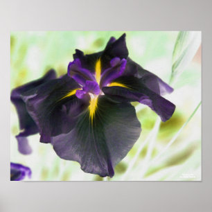Illuminated Japanese Iris Flower Poster