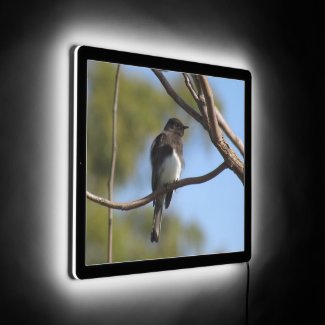 Illuminated Sign - Flycatcher