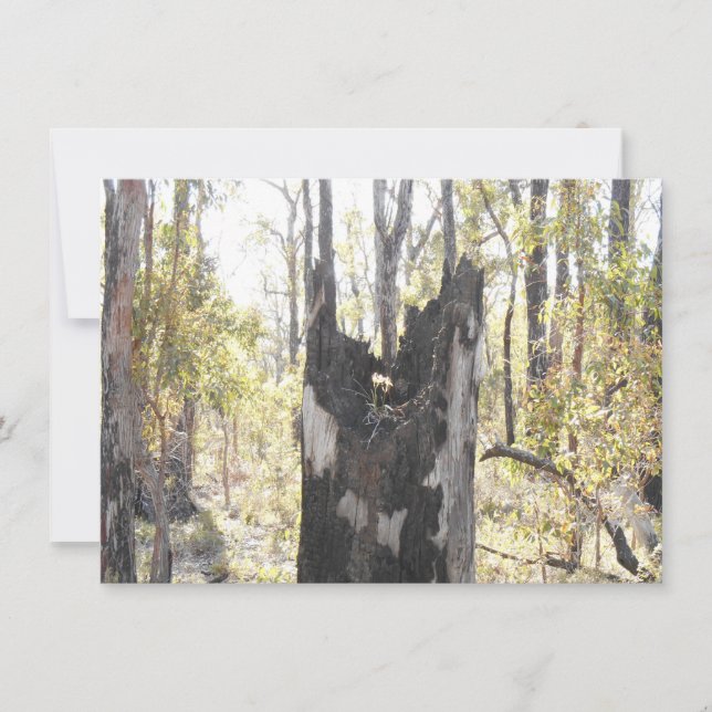 Illuminated Three Card (Front)