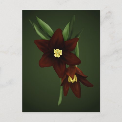 Illustrated Chocolate Lily Flowers Postcard