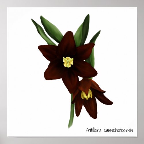Illustrated Chocolate Lily Flowers Poster