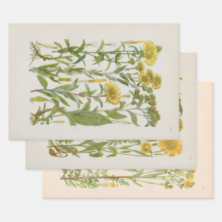 Illustrated Flora of Central Europe by Gustav Hegi Wrapping Paper Sheets