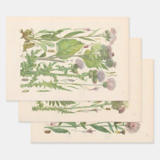Illustrated Flora of Central Europe by Gustav Hegi Wrapping Paper Sheets
