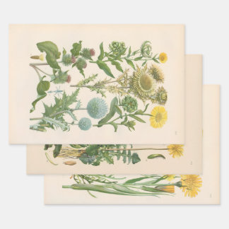 Illustrated Flora of Central Europe by Gustav Hegi Wrapping Paper Sheets