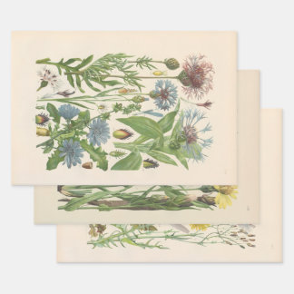 Illustrated Flora of Central Europe by Gustav Hegi Wrapping Paper Sheets