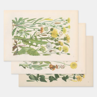 Illustrated Flora of Central Europe by Gustav Hegi Wrapping Paper Sheets