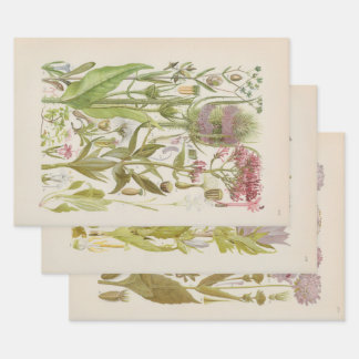 Illustrated Flora of Central Europe by Gustav Hegi Wrapping Paper Sheets