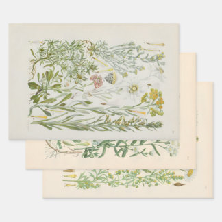 Illustrated Flora of Central Europe by Gustav Hegi Wrapping Paper Sheets