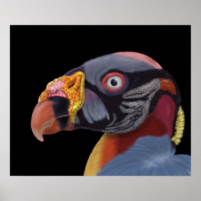 Illustrated King Vulture Poster (Front)