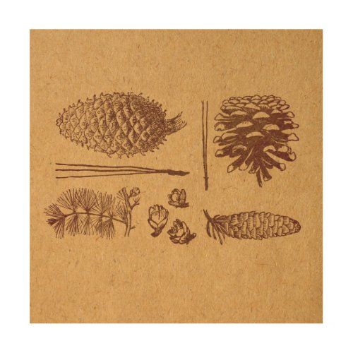 Illustrated Pine Cones Vintage Pinecone Art