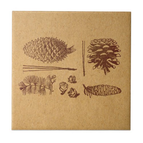 Illustrated Pine Cones Vintage Pinecone Art Ceramic Tile