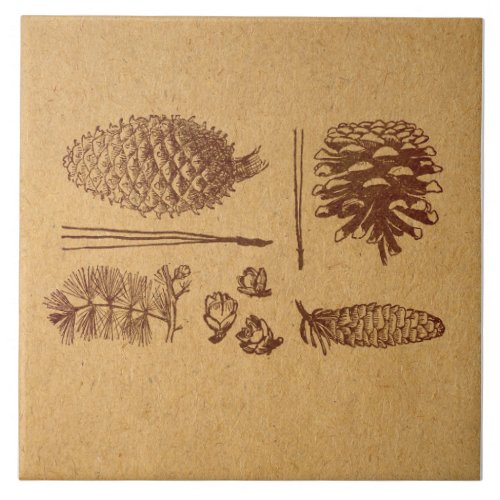 Illustrated Pine Cones Vintage Pinecone Art Ceramic Tile
