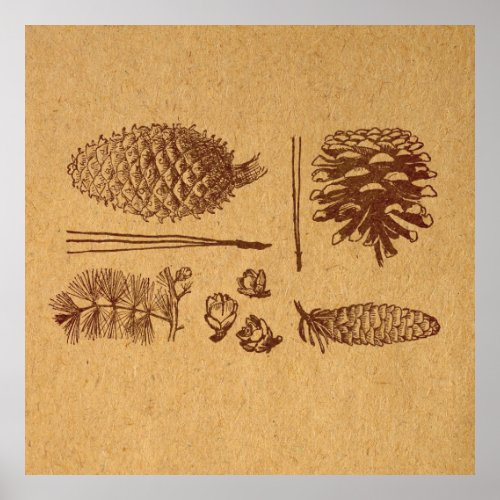 Illustrated Pine Cones Vintage Pinecone Art Poster