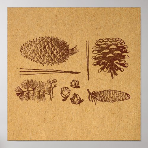Illustrated Pine Cones Vintage Pinecone Art Poster