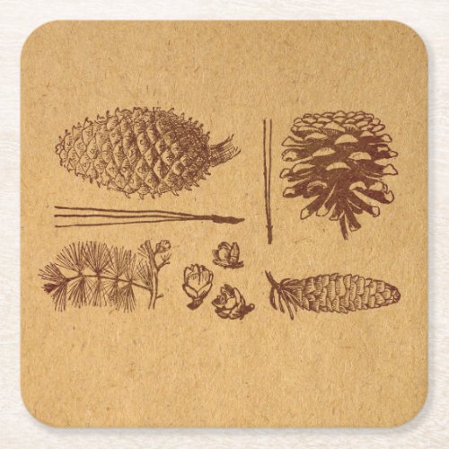Illustrated Pine Cones Vintage Pinecone Art Square Paper Coaster