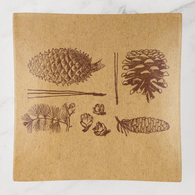 Illustrated Pine Cones Vintage Pinecone Art Trinket Tray (Front)