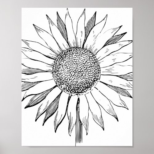 Illustrated Sunflower Poster
